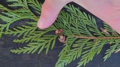 Thuja plicata