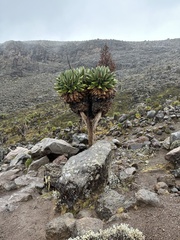 Dendrosenecio keniodendron