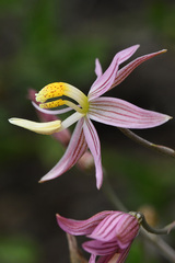 Cyanella lutea rosea