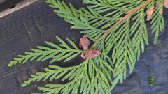 Thuja plicata