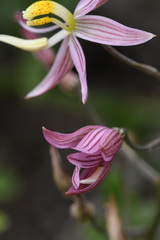 Cyanella lutea rosea