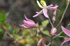 Cyanella lutea rosea