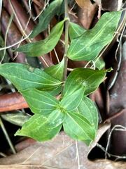 Saponaria officinalis