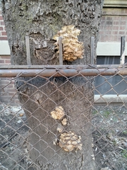 Pleurotus ostreatus