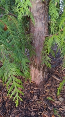 Thuja plicata