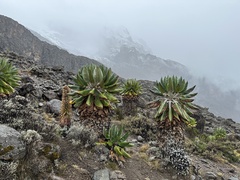 Dendrosenecio keniodendron