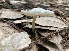 Marasmius calhouniae