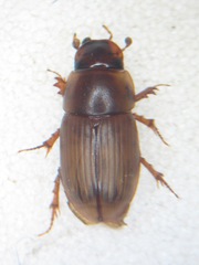 Acanthobodilus immundus
