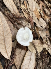 Marasmius calhouniae