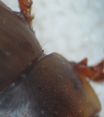 Acanthobodilus immundus