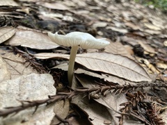 Marasmius calhouniae