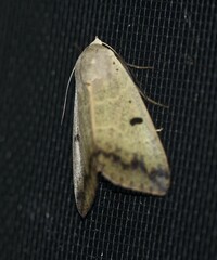 Ophiusa tirhaca