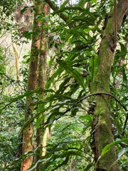 Lepisorus superficialis
