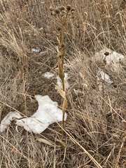 Eryngium yuccifolium
