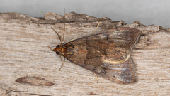 Uresiphita ornithopteralis