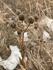 Eryngium yuccifolium