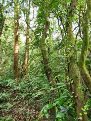 Lepisorus superficialis, photograph 胡正恆(Jackson Hu), CC BY, iNaturalist via GBIF