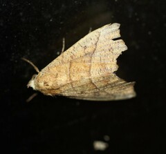 Anomis psamathodes