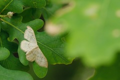Idaea straminata