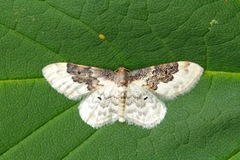 Idaea rusticata