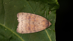 Austrocarea iocephala