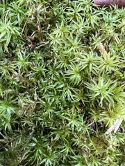 Atrichum altecristatum