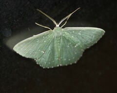 Prasinocyma iosticta