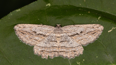 Scioglyptis loxographa