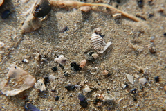 Tricolia pullus