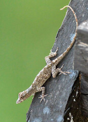 Anolis sulcifrons