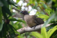 Ortalis poliocephala