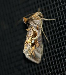 Chrysodeixis eriosoma