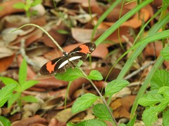 Heliconius melpomene