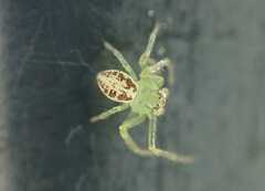 Diaea