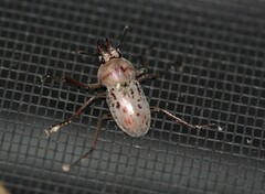 Cacostomus squamosus