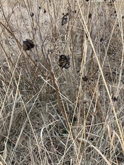 Desmanthus illinoensis