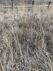 Desmanthus illinoensis