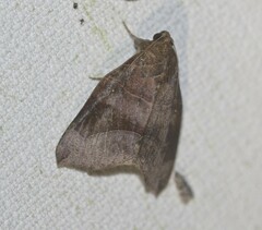 Bastilla hamatilis