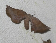 Parepisparis multicolora