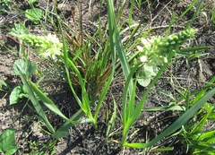 Albuca virens virens