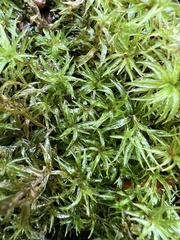 Atrichum altecristatum