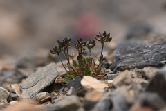 Draba altaica