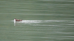 Brachyramphus marmoratus