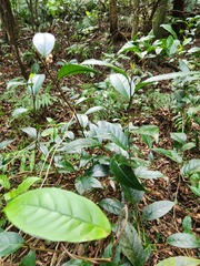 Maesa japonica