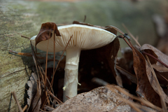 Amanita
