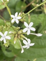 Plumbago zeylanica