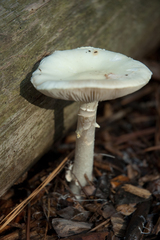 Amanita