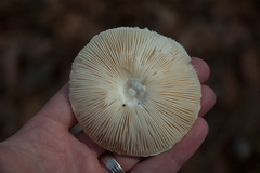 Amanita
