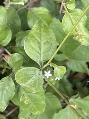 Plumbago zeylanica