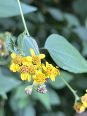 Hymenostephium cordatum